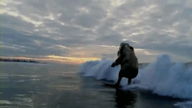 大象去冲浪动态图:大象
