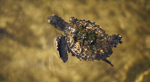 小海龟水中游动态图:海龟