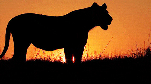 夕阳下的狮王动态图:狮子