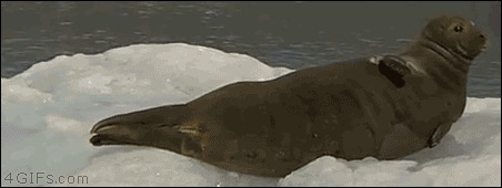 冰上大海豹动态图:海豹