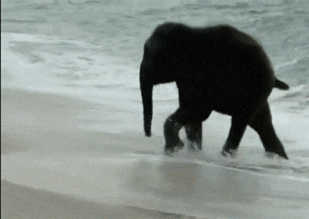 大象海中愉快玩耍闪图:大象