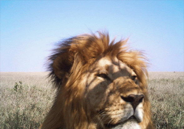 狮王晒太阳动态图:狮子