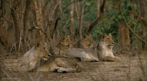休息中的狮群gif图:狮子