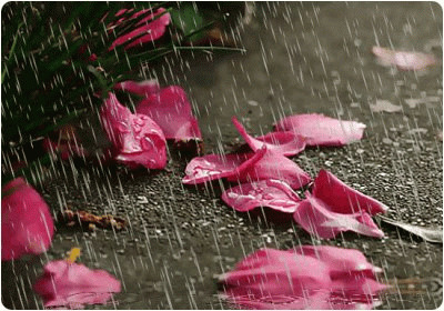 雨中的玫瑰花瓣唯美图片