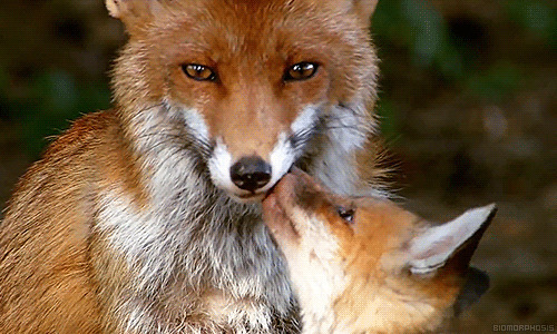 一对狐狸母子动态图:狐狸