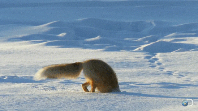 狐狸钻雪洞动态图:狐狸