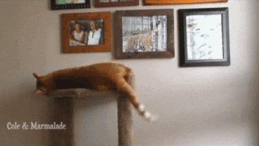 猫咪装睡搞笑动态图:猫猫
