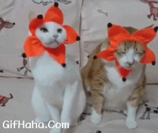 超萌小猫搞笑图片:猫猫