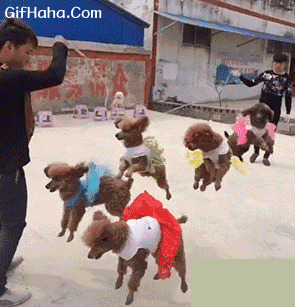 一群小狗跳绳搞笑图片:狗狗