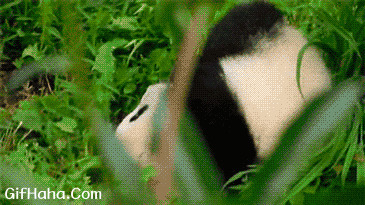小胖熊猫打滚搞笑图片:熊猫