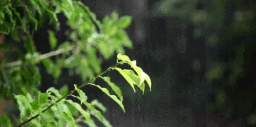 雨中的绿叶动态图