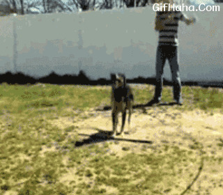 狗狗跳绳搞笑动态图:狗狗