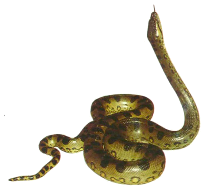 金蛇PNG图片