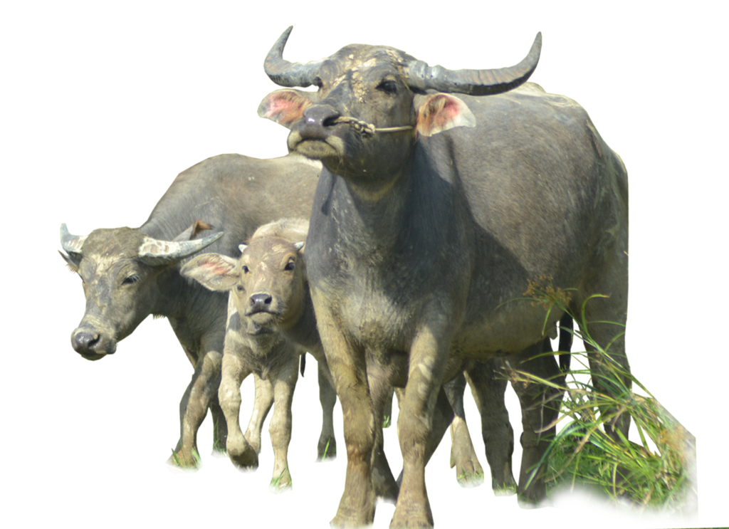 水牛吃草PNG图片