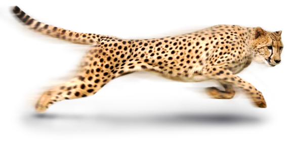 奔跑的豹子PNG图片