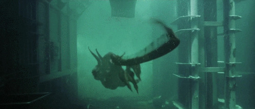 海底神兽gif图片:猛兽
