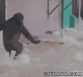 黑猩猩跳舞搞笑图片