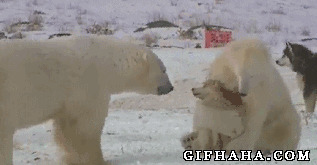 北极熊认错儿子搞笑图片:北极熊