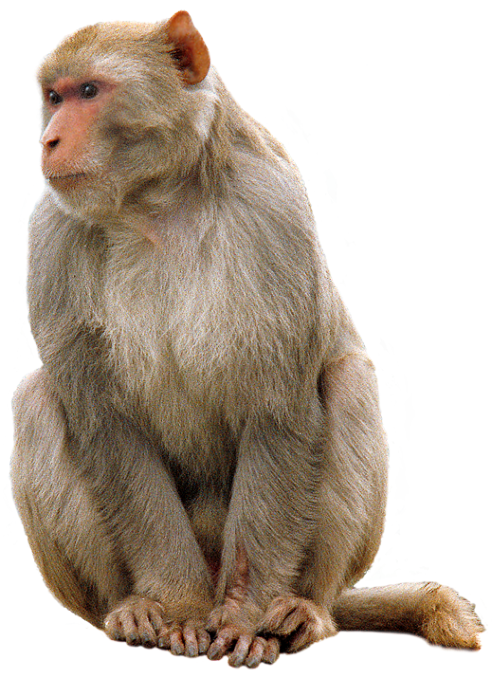 猴子PNG图片