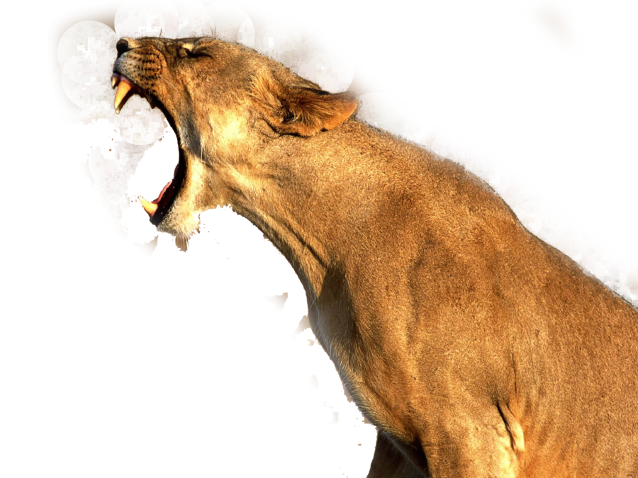 狮子张口呐喊PNG图片
