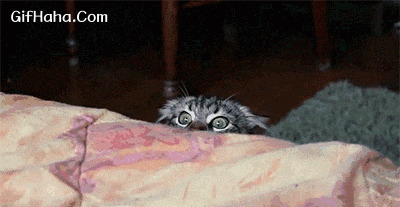 躲猫猫搞笑图片