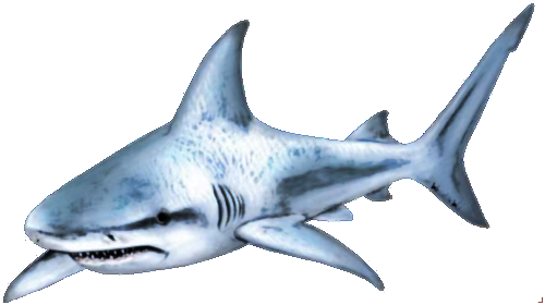 鲨鱼PNG图片