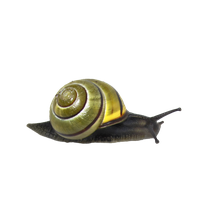 蜗牛PNG图片