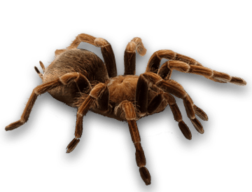 蜘蛛PNG图片