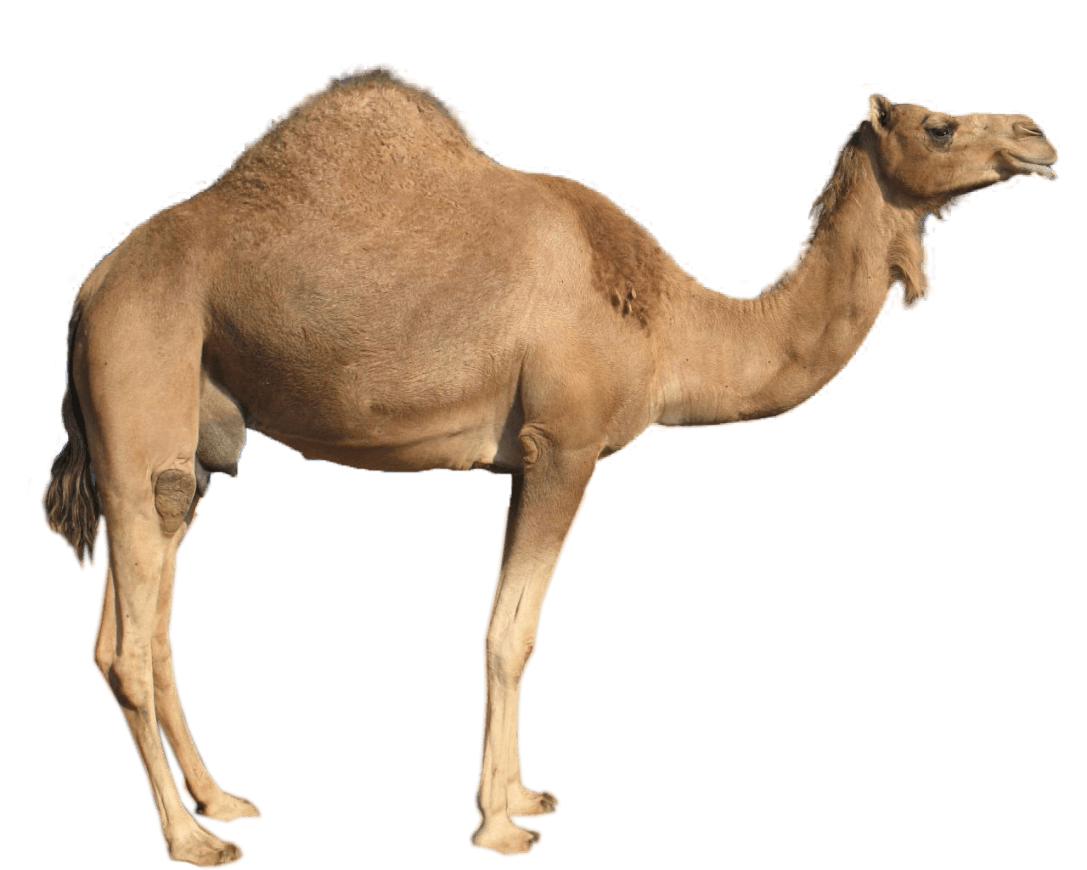 长脖子骆驼PNG图片