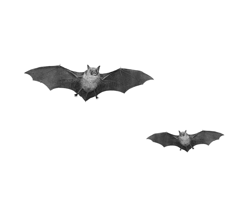 飞翔的蝙蝠表情图片