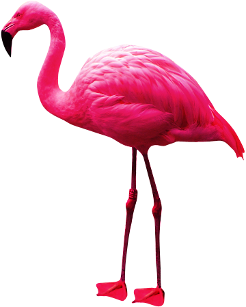 粉红色的丹顶鹤PNG图片