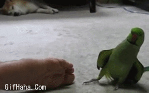 臭脚熏鹦鹉搞笑图片:鹦鹉