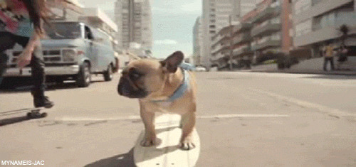 狗狗溜滑板搞笑图片:狗狗