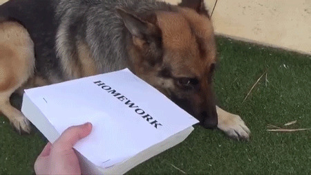 不爱看书的狗狗gif图:狗狗