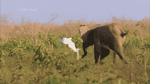 大象奔跑追逐动态图:大象