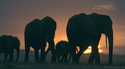 黄昏下的象群gif图:大象
