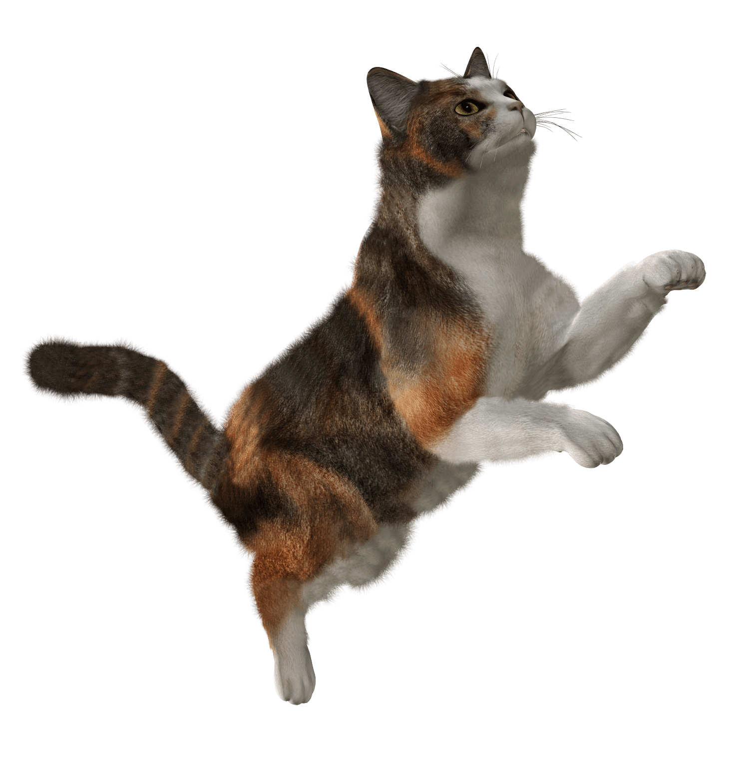 猫咪跳跃PNG图片