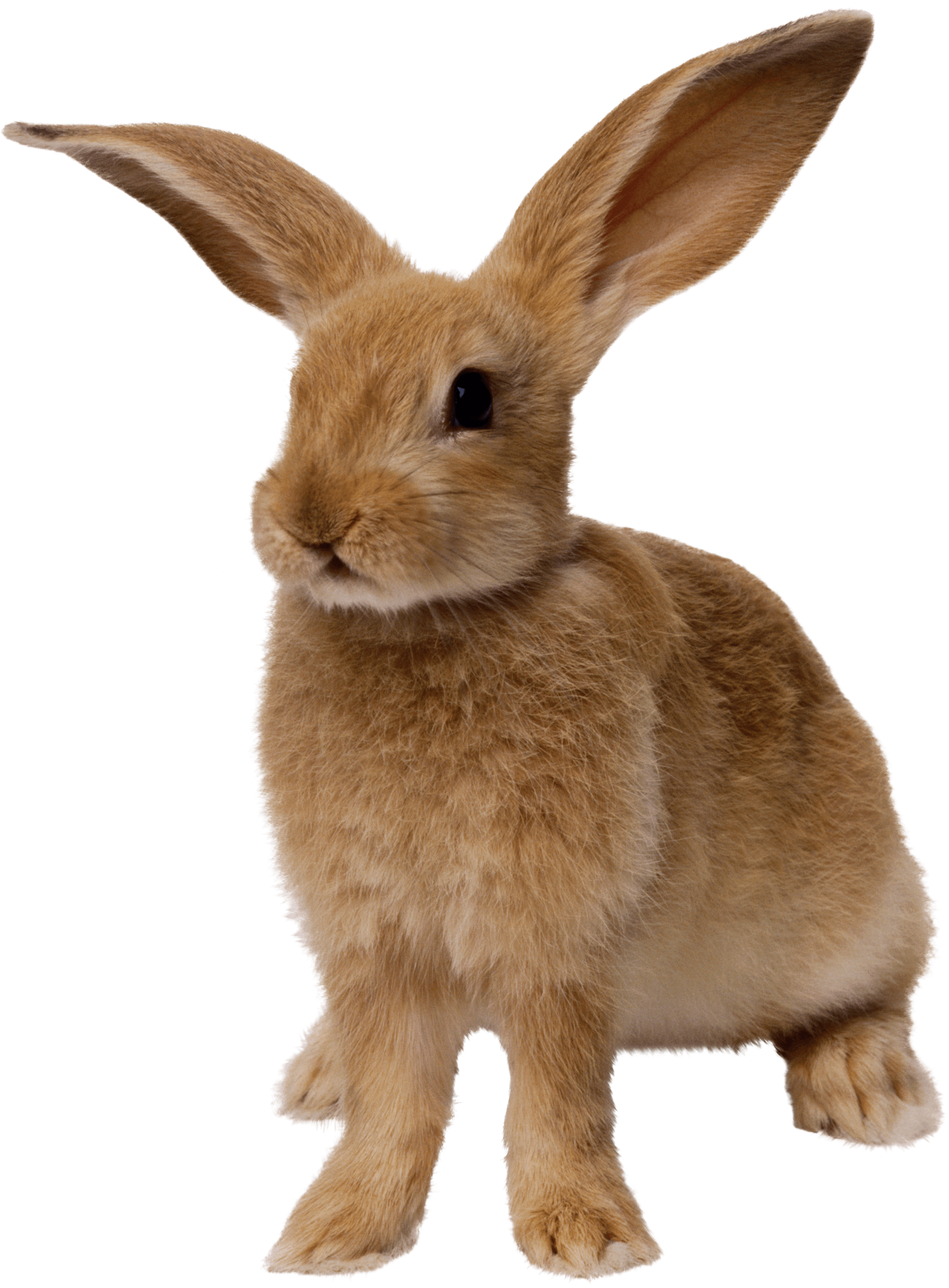 大耳朵兔子PNG图片