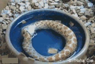 大蛇自咬搞笑图片:蟒蛇