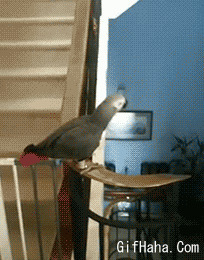 鹦鹉下楼梯搞笑图片:鹦鹉