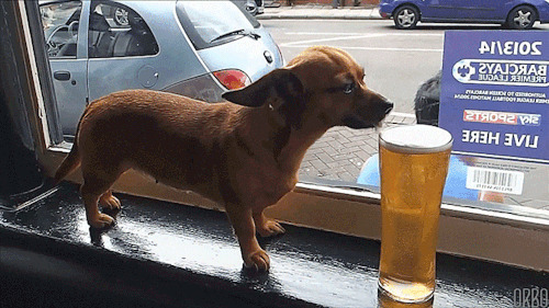 小狗喝啤酒动态图:狗狗
