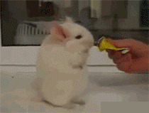 引诱小兔子搞笑图片:兔子