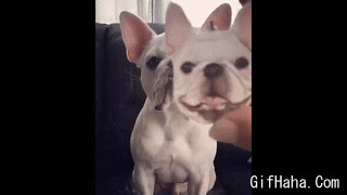 萌狗狗的面具搞笑图片