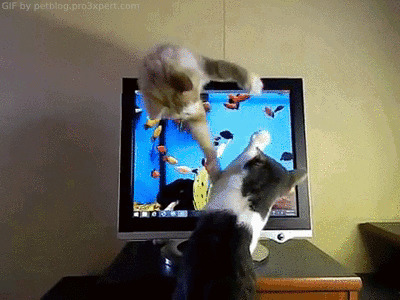 两只猫掐架动态图:猫猫