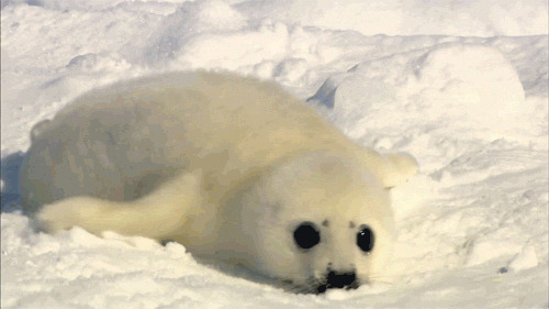 超萌小北极熊动态图:北极熊