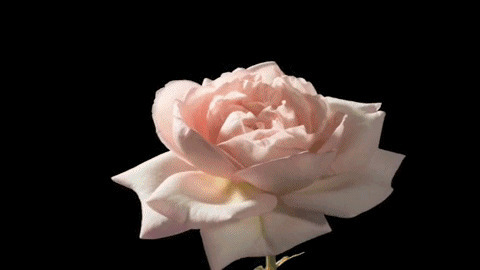 粉色玫瑰花开动态图:花开