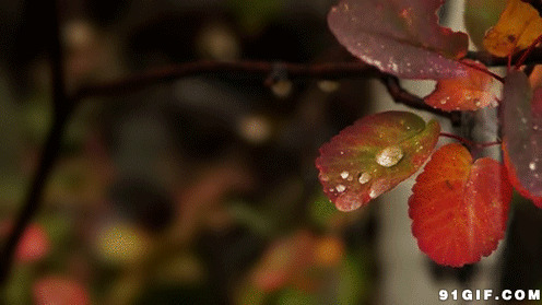 雨水滴落红叶gif图:红叶