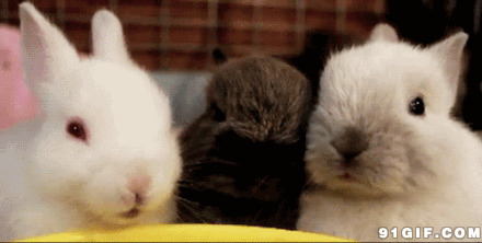 可爱小白兔gif图片:兔子