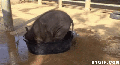 小象水盆玩水gif图片:小象