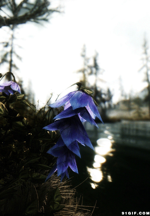 湖边紫色花gif图片:花朵